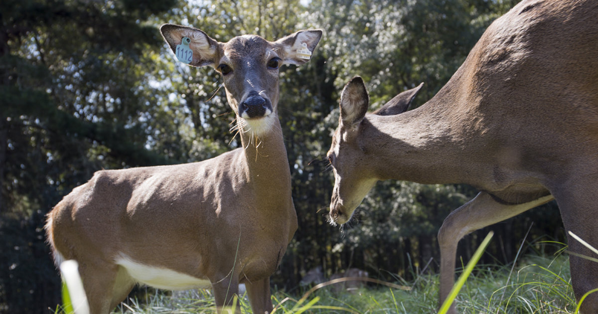 In Florida, EHDV is primarily a concern for farmed deer but the virus does exist in wild populations.